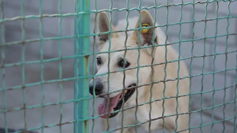 Stray Dog or Abandoned Dog in Cage