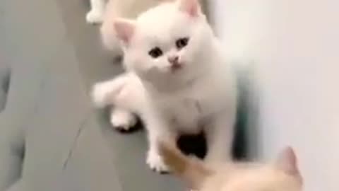 Cute cat video | super dance | billi ki video | Cute cats | most beautiful cat dance video 🐈🐈🐈🐈🐱🐱🐱🐱🎮