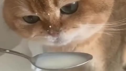 Fluffy Kitten Is Licking Her Way Through A Spoonful Of milk