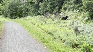 Runner Encounters Bear on Trail