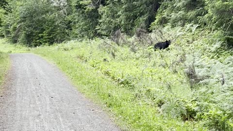 Runner Encounters Bear on Trail