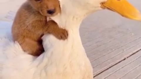 Adorable Puppy Play With Duck