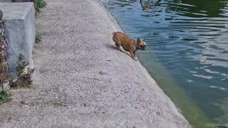 A Small Dog Tries To Swim