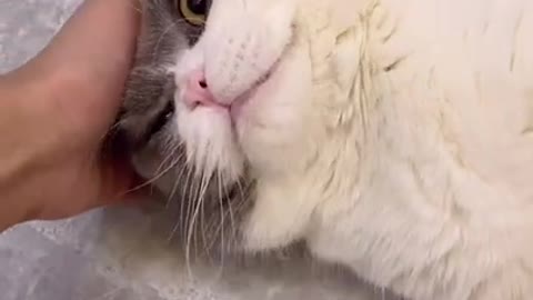 See how this cat loves a cuddle