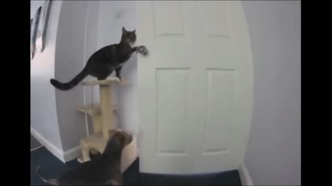 Cat helps dog escape.