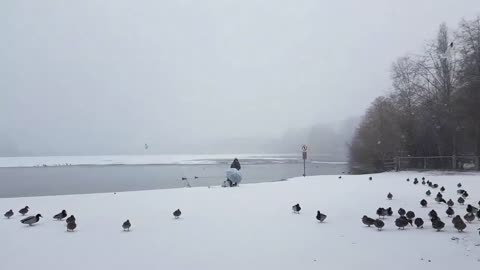 Ducks walking on snow on a snowy day 🦆❄️