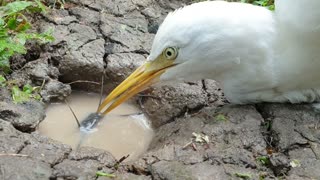 Unique Hunting Style | Intelligent Bird Hunt Big Catfish Dry-Fish-Hole | Egret Eating Fish Video |