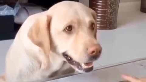 Dog Tricked