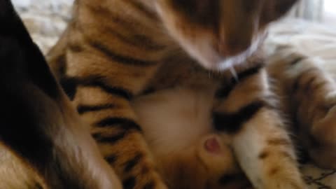 Cat has multiple orgasms