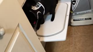 Cat helps with the laundry