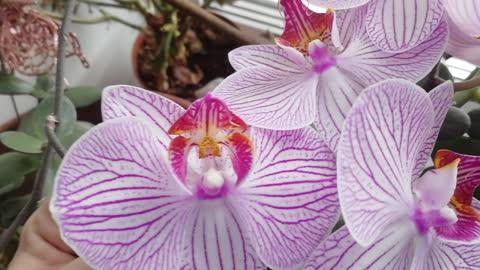 Beautiful Orchid Flower