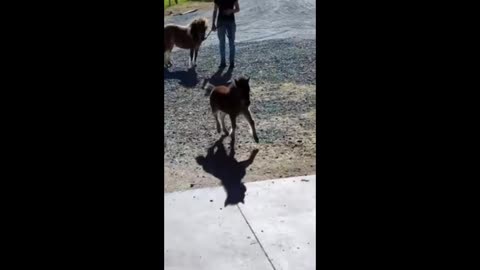 Baby Miniature Horse has the ZOOMIES!