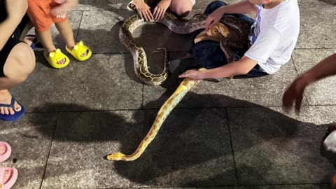 Vietnam Snake Display