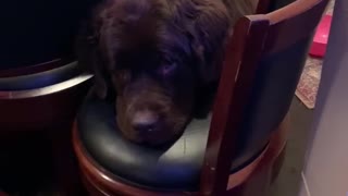 This playful Newfoundland shows off his serious mood