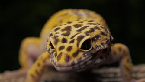 Leopard Gecko Lizard Close Up Look