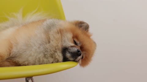 DOG WANT TO SLEEP ON THE CHAIR