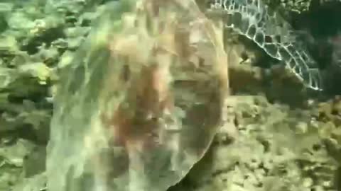 Tortue in the sea