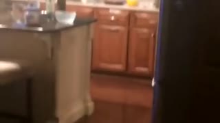 Vibes dog caught in kitchen