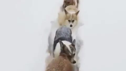 Ice road running a dog