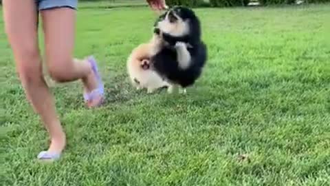 Funniest 🐕 Dog training Video