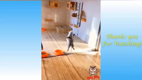 🐈Cats breaking things funny cats and dogs compilation,Try not laugh || Super funny animal videos