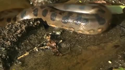 Giant Anaconda World's longest snake