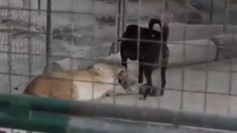 Amazing dogs. Dogs fight lion._#pitbull attack.#shorts_#animal.#dog