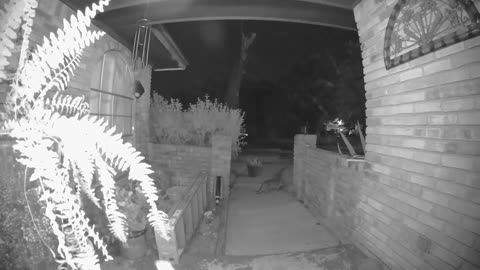 Feral Cat Ding Dong Ditching Doorbell