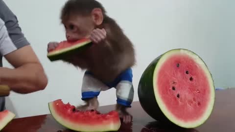 funny monkey loves watermelon 2021