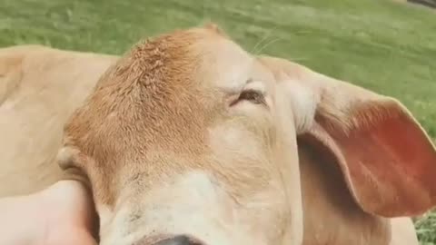 Cute 😍 cow
