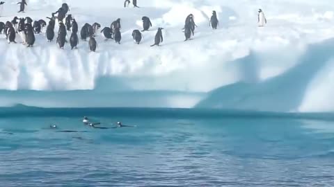 *PENGUINS CAN DO THIS???* |Penguins can't fly, but they certainly can...