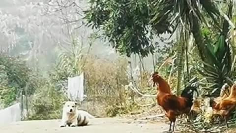 Dog fake rooster crowing