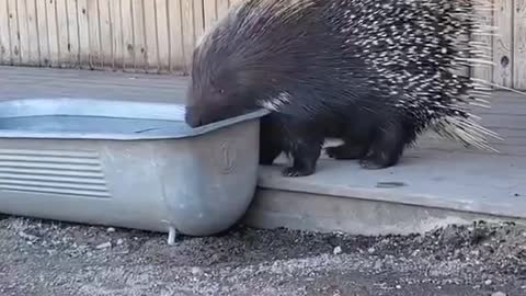 Being stung by a porcupine's spines is very painful