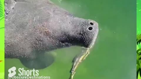 And here I thought manatees were strictly herbivores