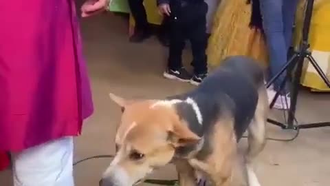 Dog ka sadi me dance