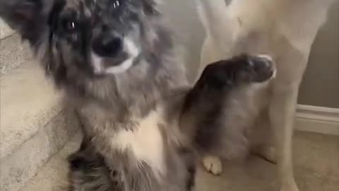 Funny dogs Happy part3