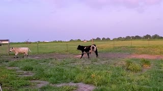 Two rescued calves frolic with joy at their new forever home