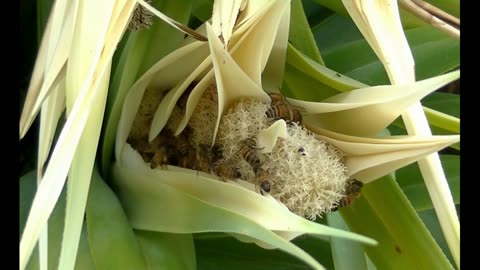 Bees collect honey from flowers