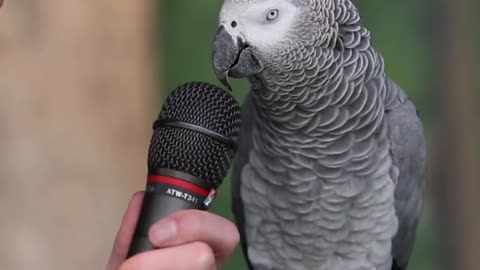 Talking parrot on camera to funny video
