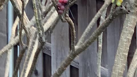 Momma2 the Northern Cardinal Female