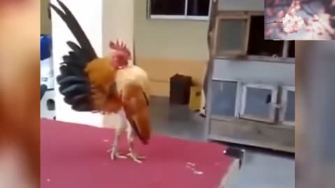 World's biggest cock/hen. Cock rockstar.