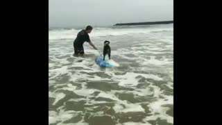 Meet the gnarliest surfing dog ever