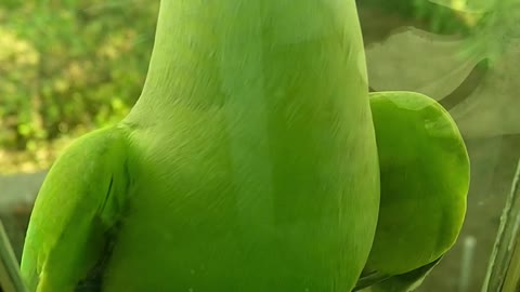 A Green Parrot Perched On A Glass Window Ledge