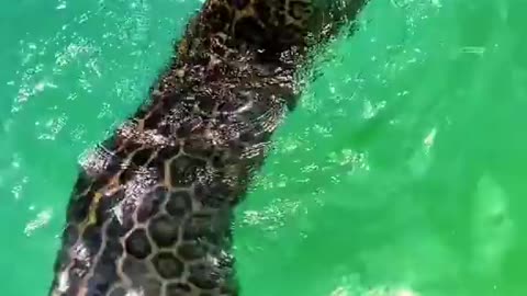 Cheeta Tiger Swimming for take Baby toys