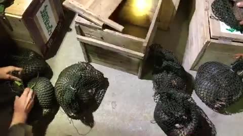 Hundreds Of Confiscated Pangolins Are Being Rescued By Save Vietnam's Wildlife