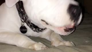 White dog chewing bone while on sofa