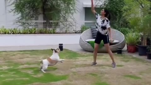 Dog playing with balloon with her owner