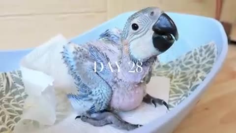 How baby macaw grows up | From the hatch until the eyes opened