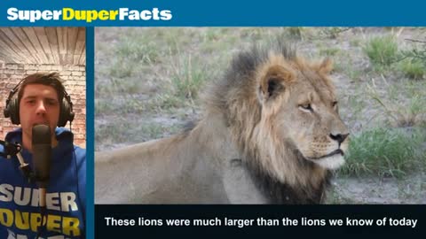 Lion Facts and History#Factvideo1