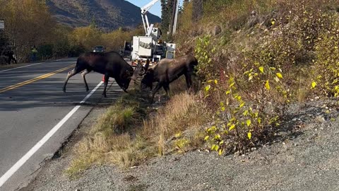 Moose Battle On A Hillside
